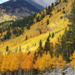 Colorado fall weather and aspen trees glowing yellow like Firefly Electrical Services