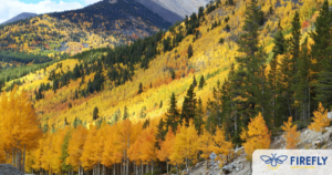 Colorado fall weather and aspen trees glowing yellow like Firefly Electrical Services